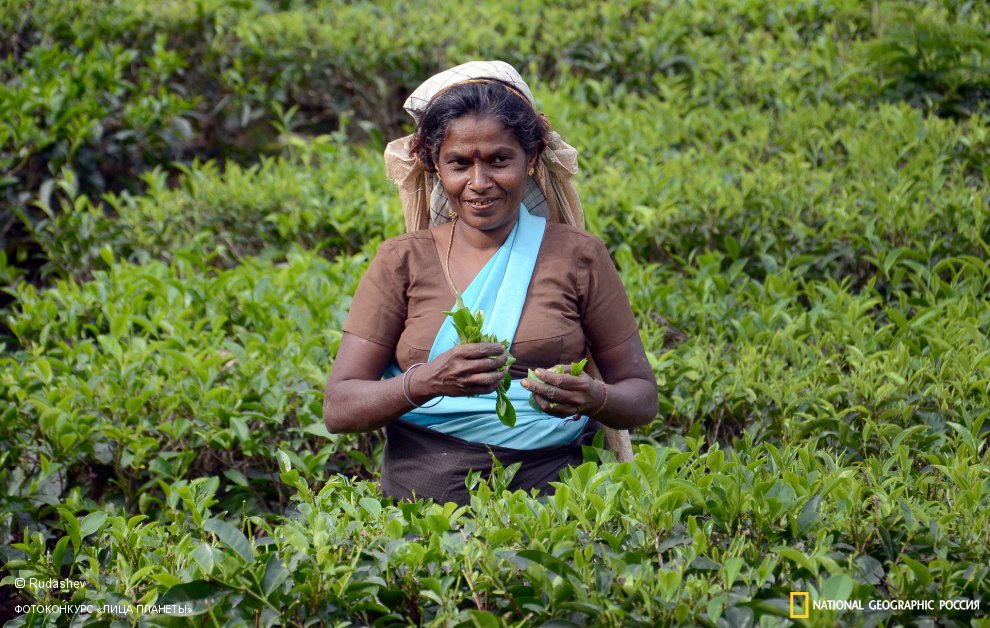 Ланкийский чай