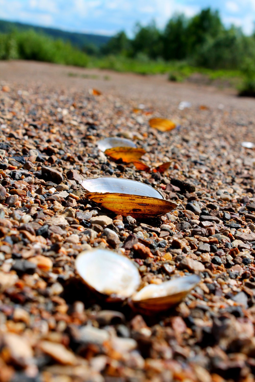 Прибрежные ракушки