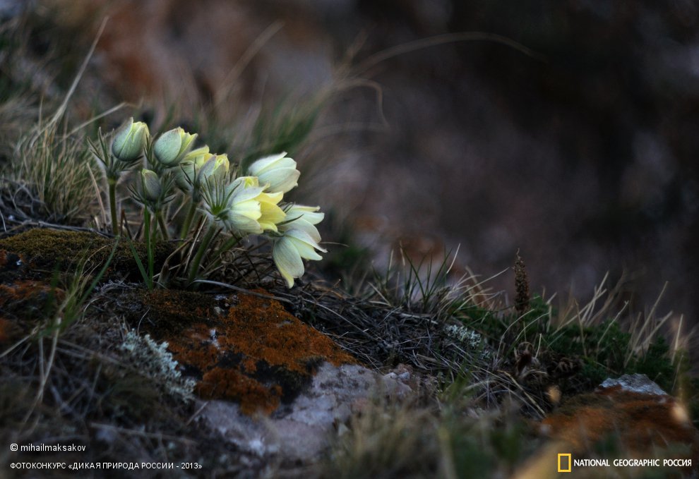 В ожидании весеннего солнца.