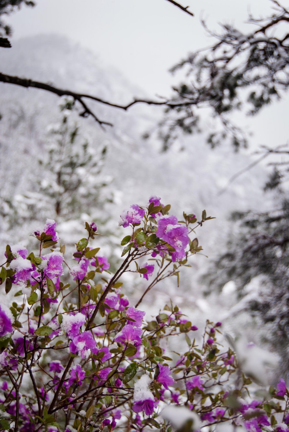 Зима не отступает