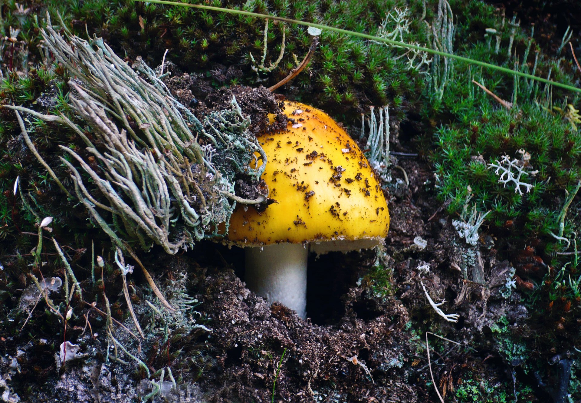 Баргузинский гриб