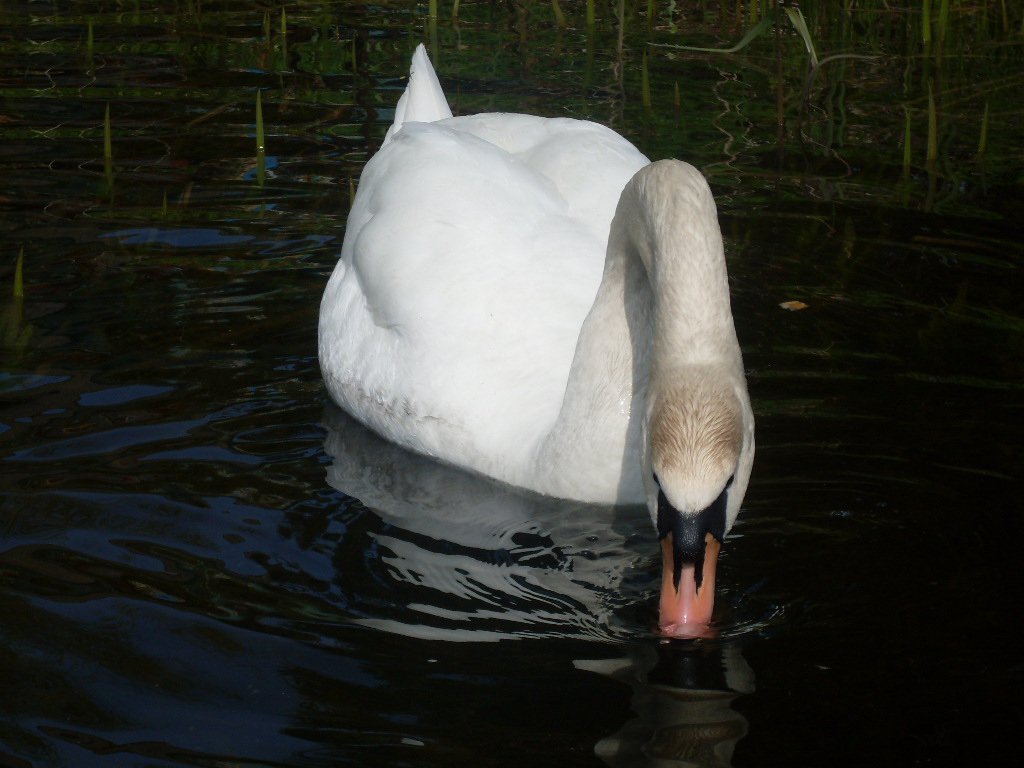 "Лебедь белая", Псковска обл, г. Невель