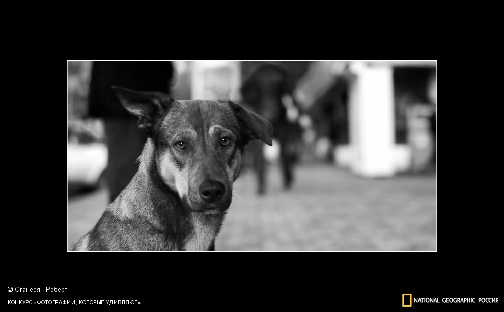 Собаки тоже бывают одиноки.