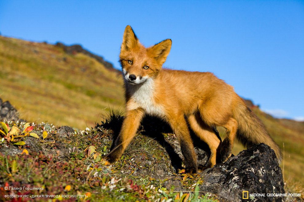 Любопытство сильнее страха