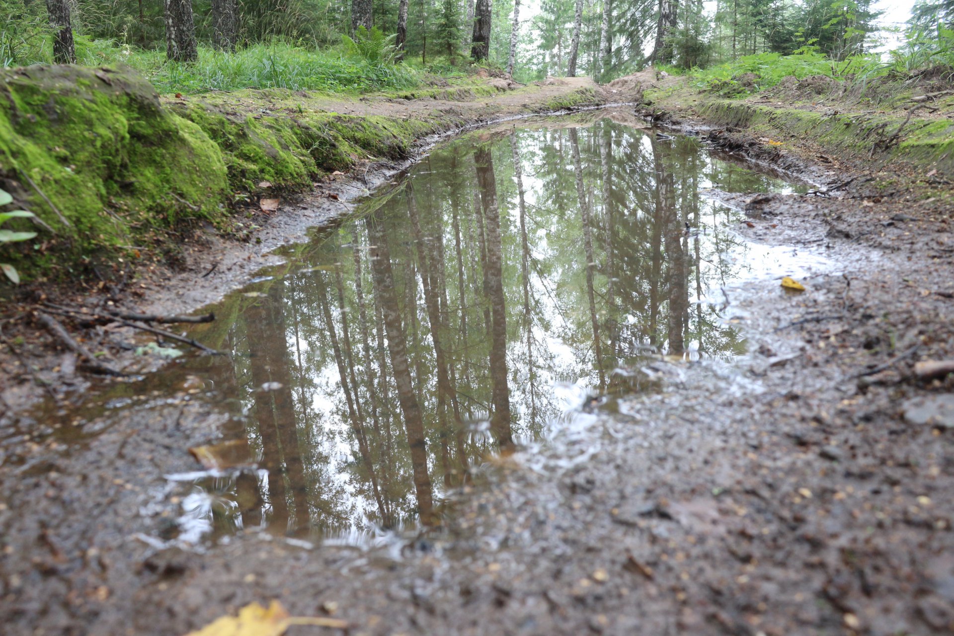 Красивые леса