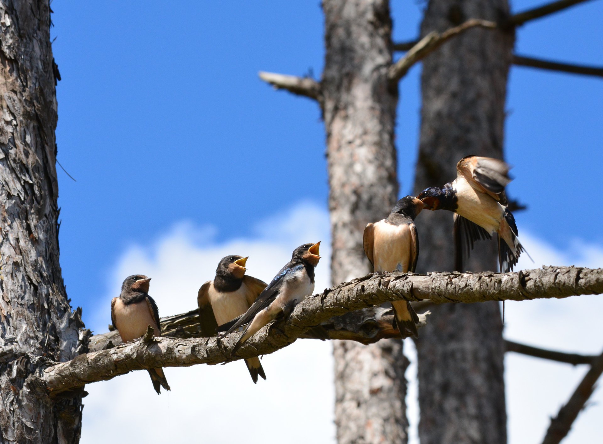 Этому дала, этому дала, ... этого сейчас кормлю.
