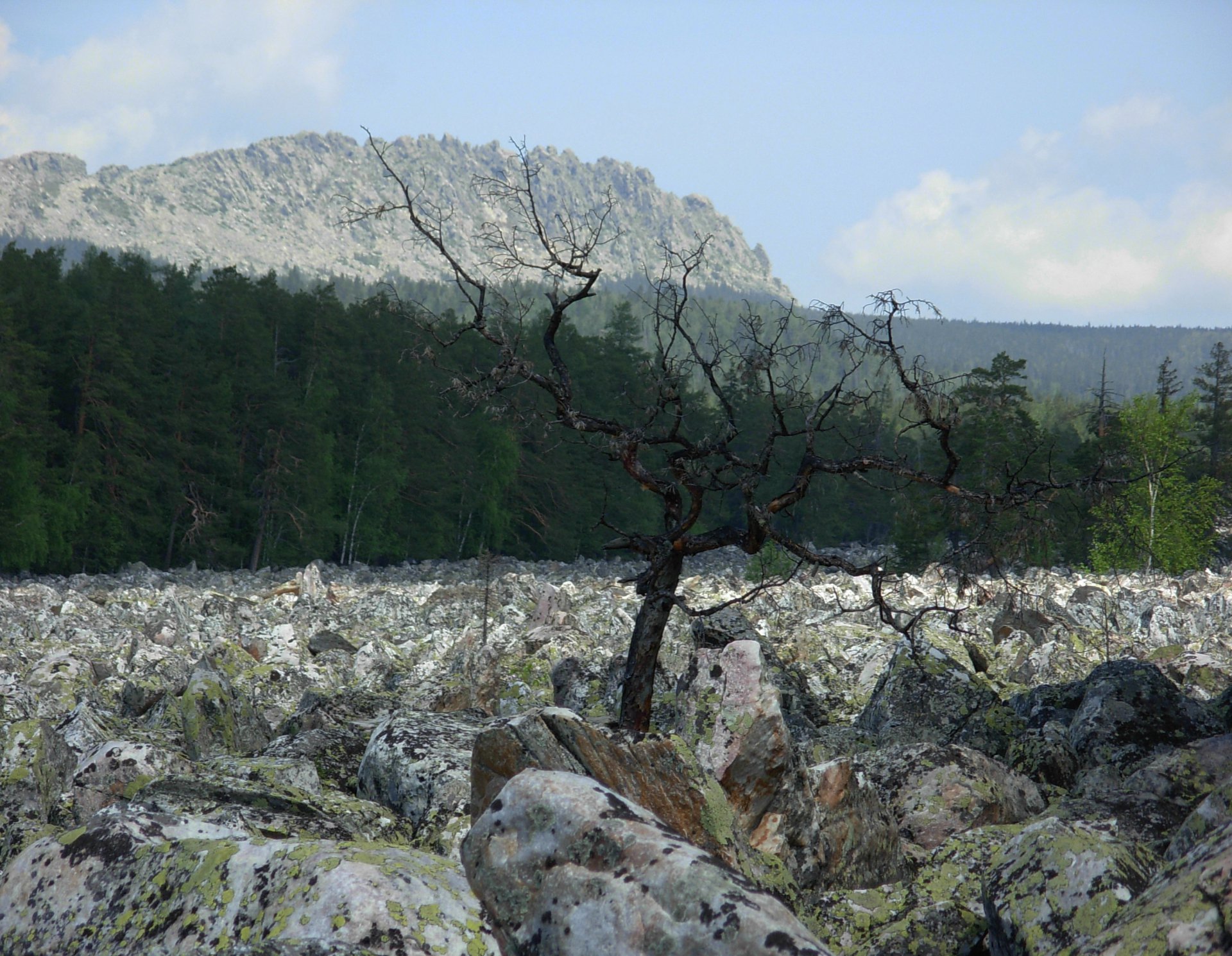 "Анчар, как грозный часовой, стоит – один во всей вселенной". ©