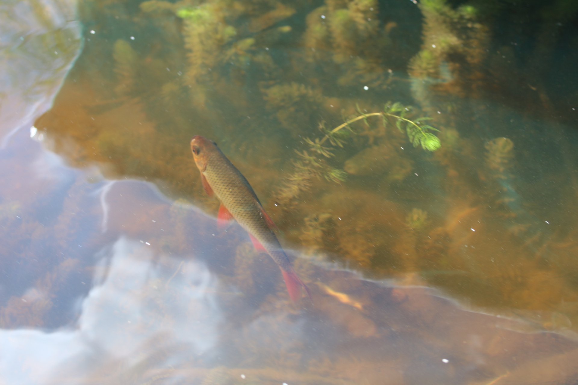 Вуоксинская красноперка