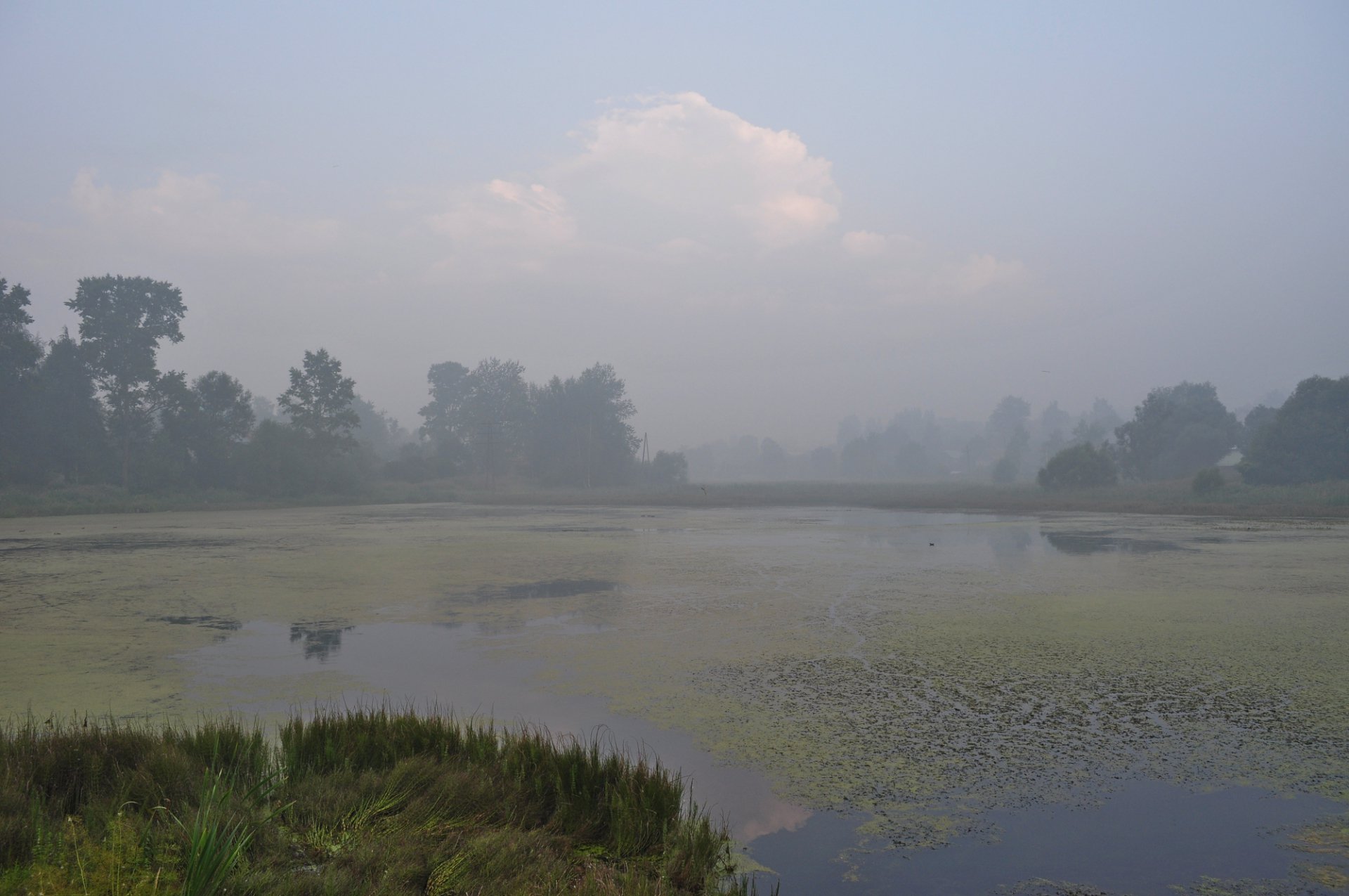 Туманное утро на Банном пруду