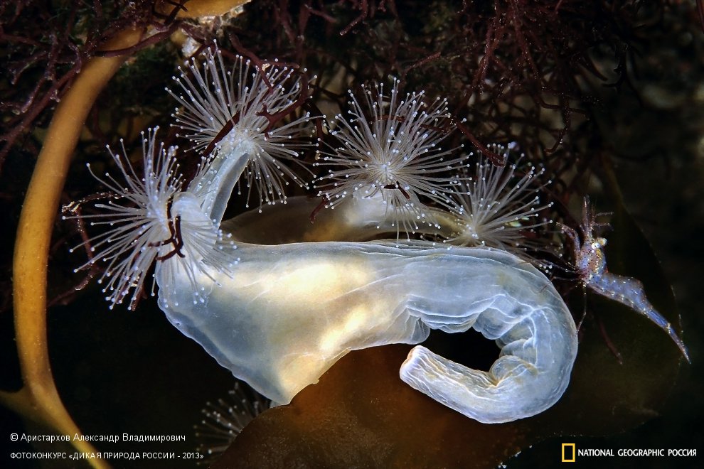 Оседлав Горыныча