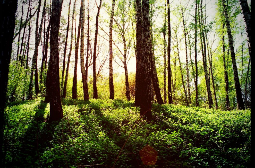 Апрельский лес.