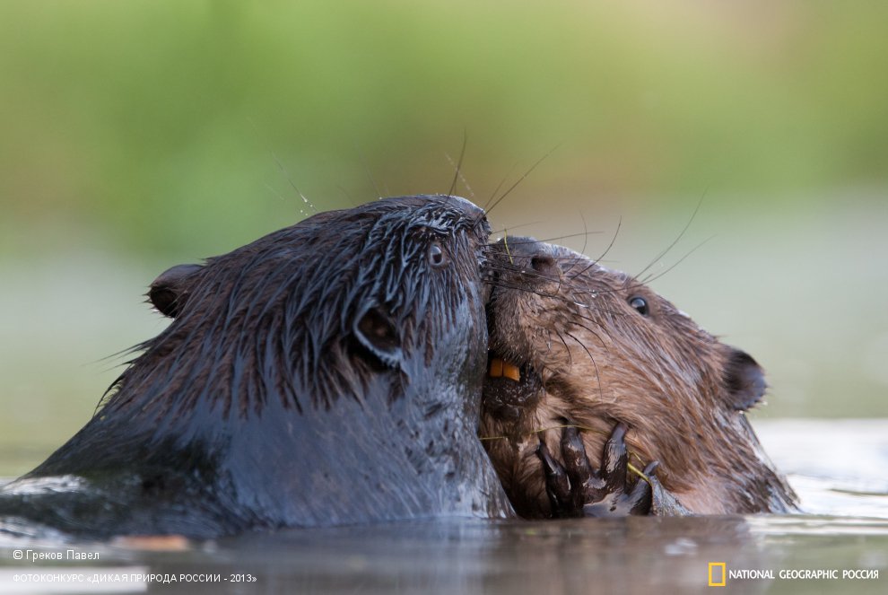 "Бобровый поцелуй"