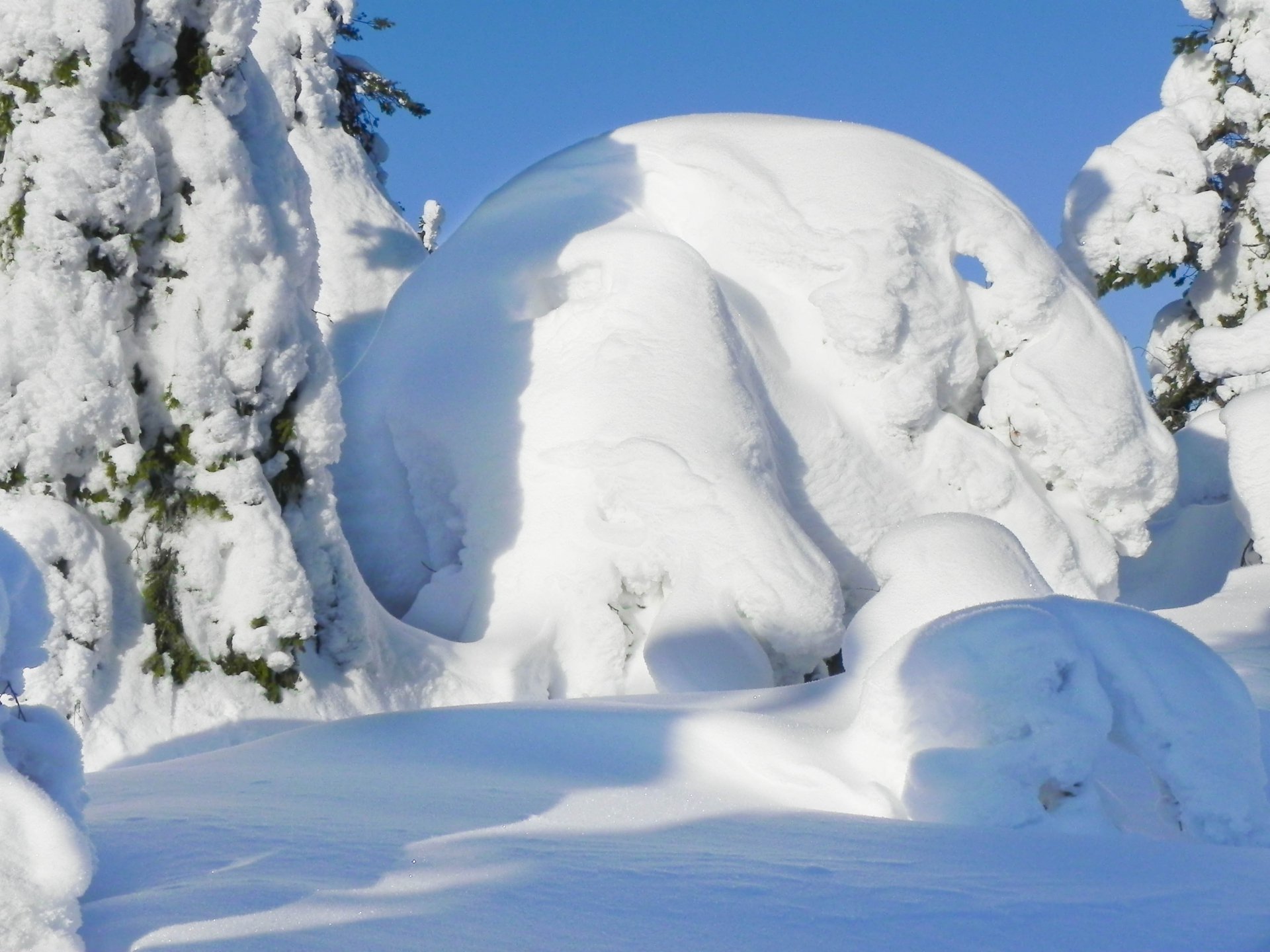 Инопланетный гость.