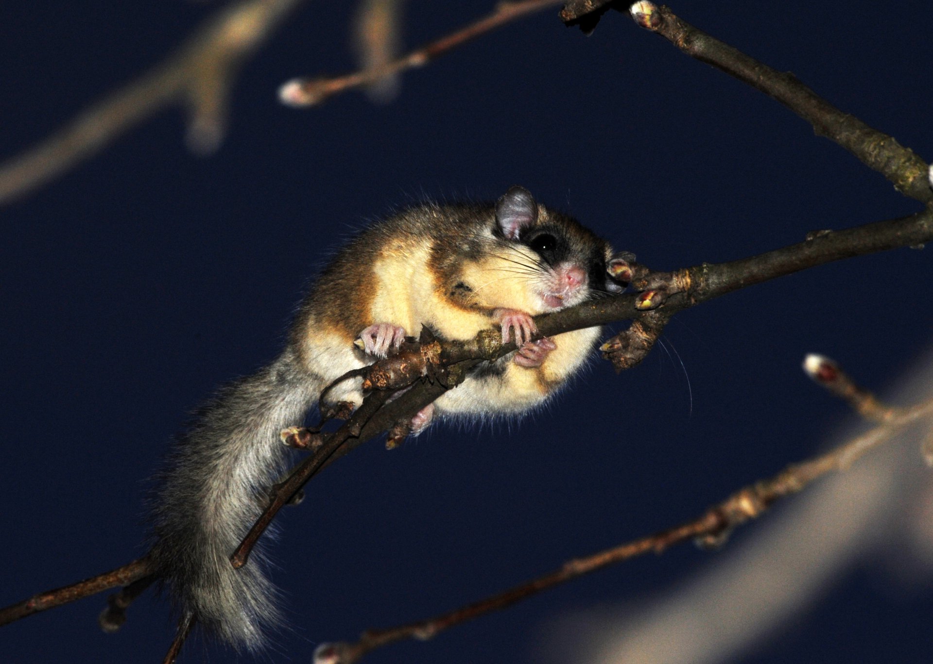 Ночной житель нашего сада