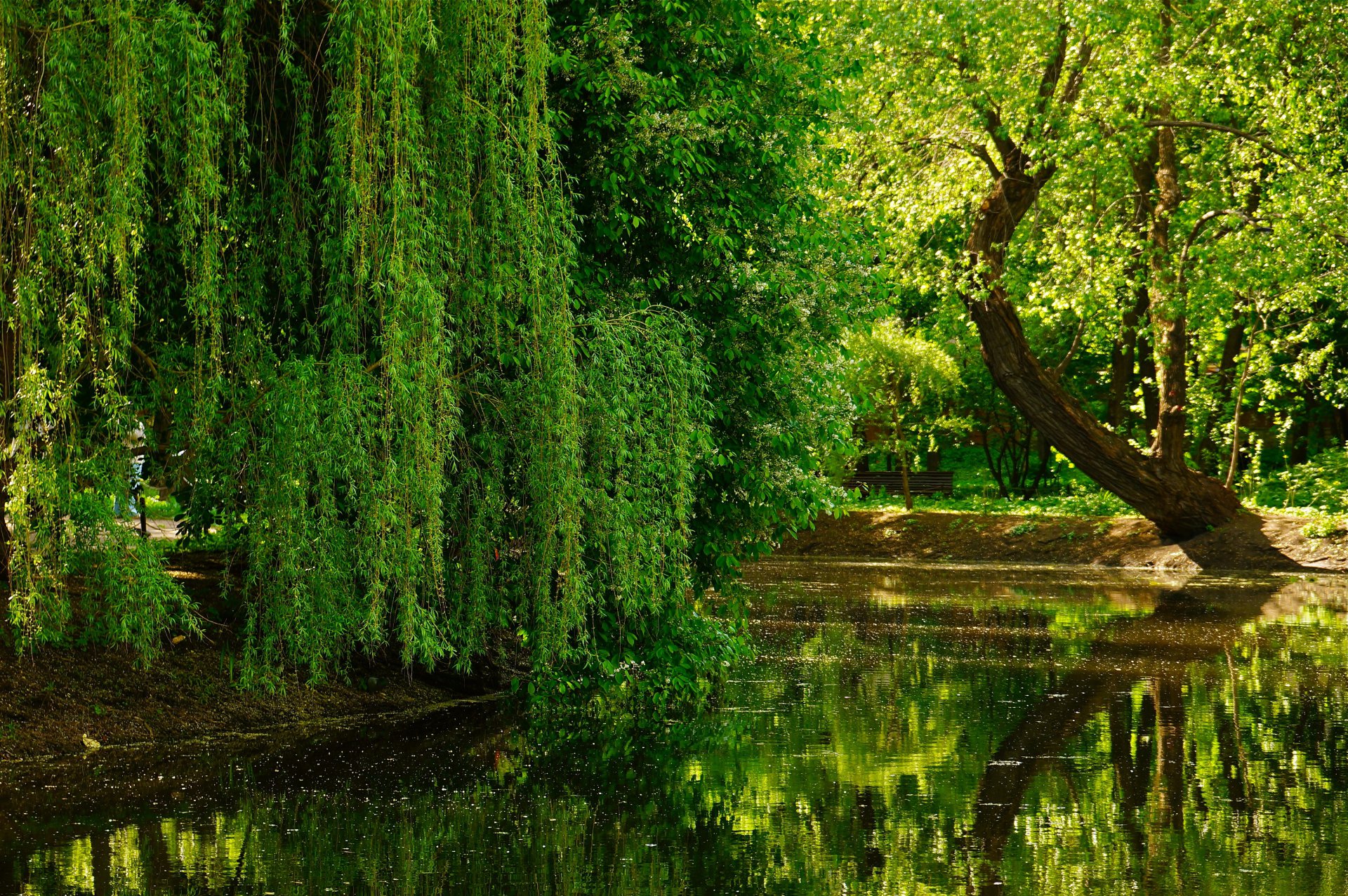 Верба склонившиеся над прудом.