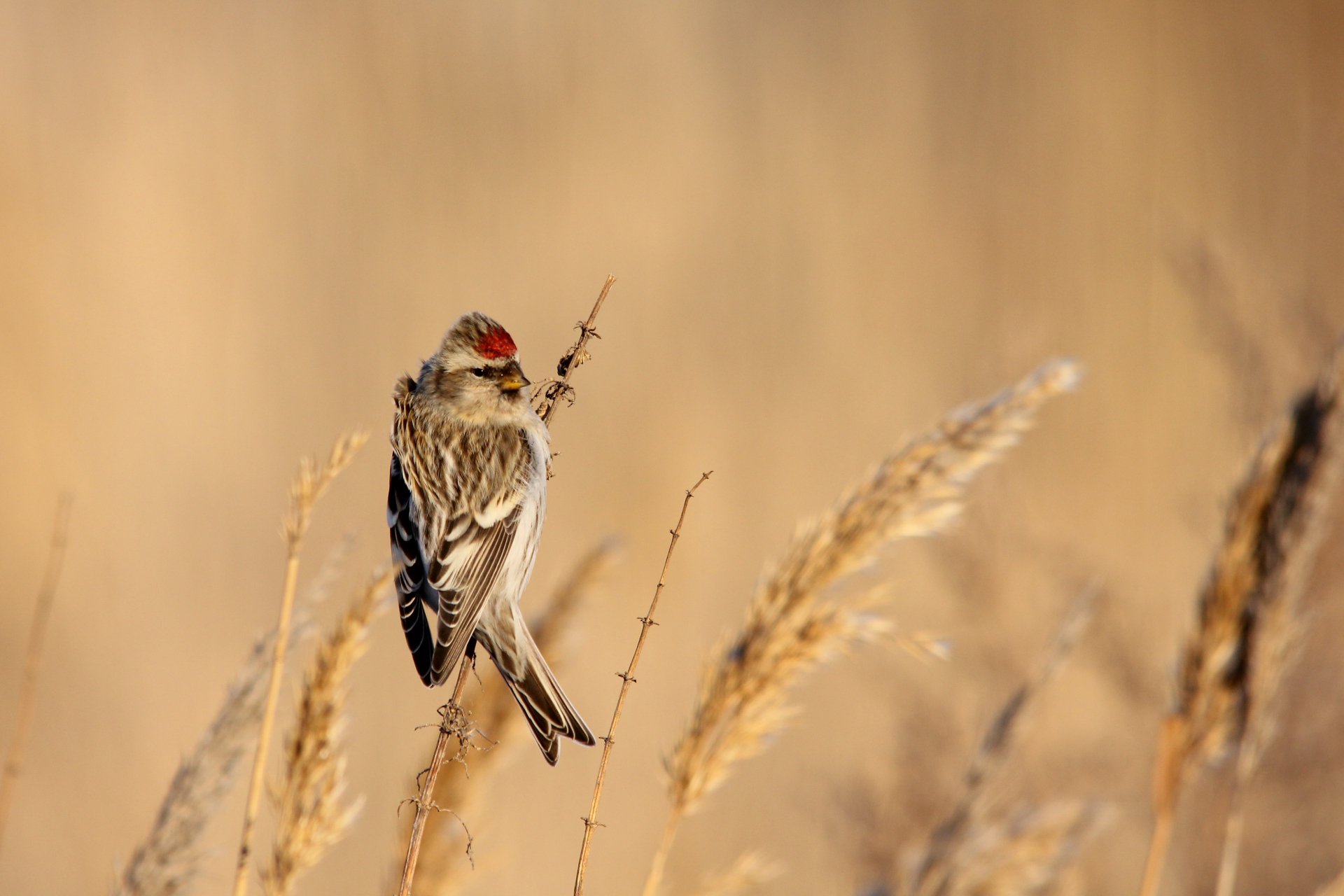 Чечетка на ветру...