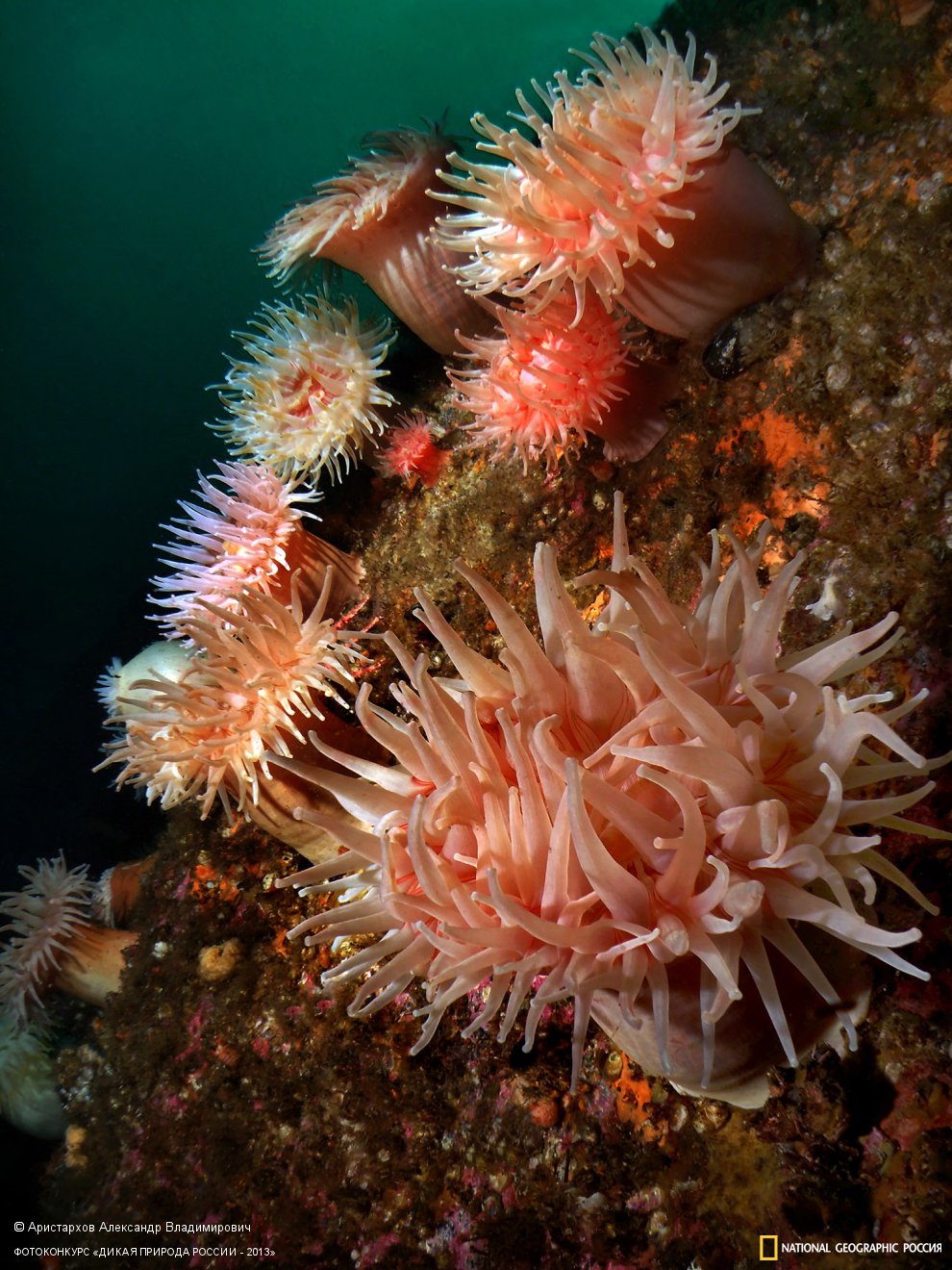 Цветник Нептуна