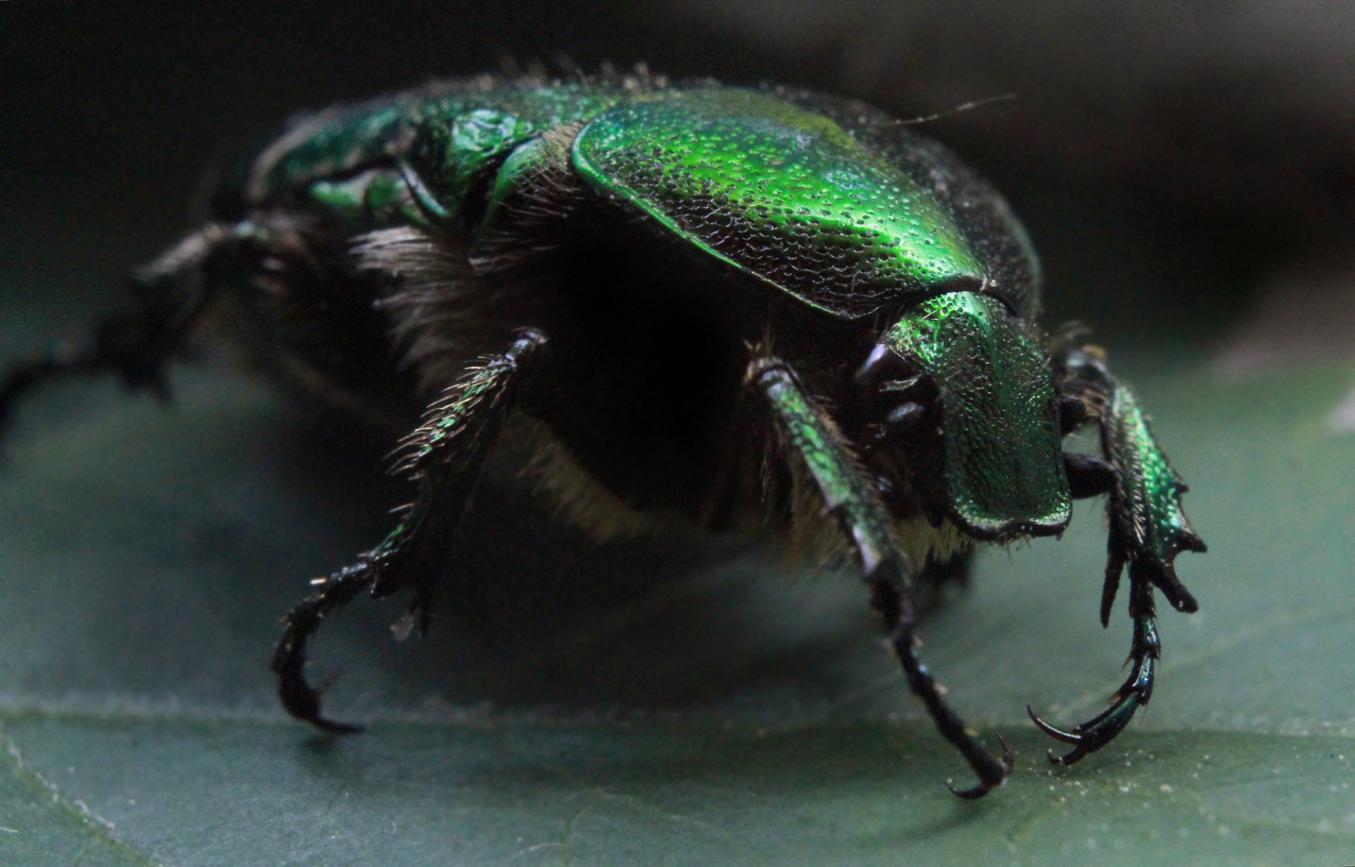 Зелёный жук