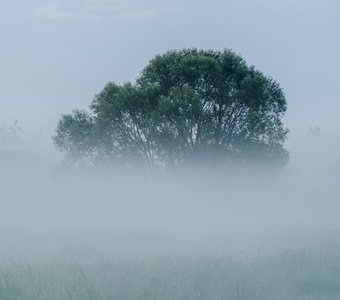 Туманное дерево