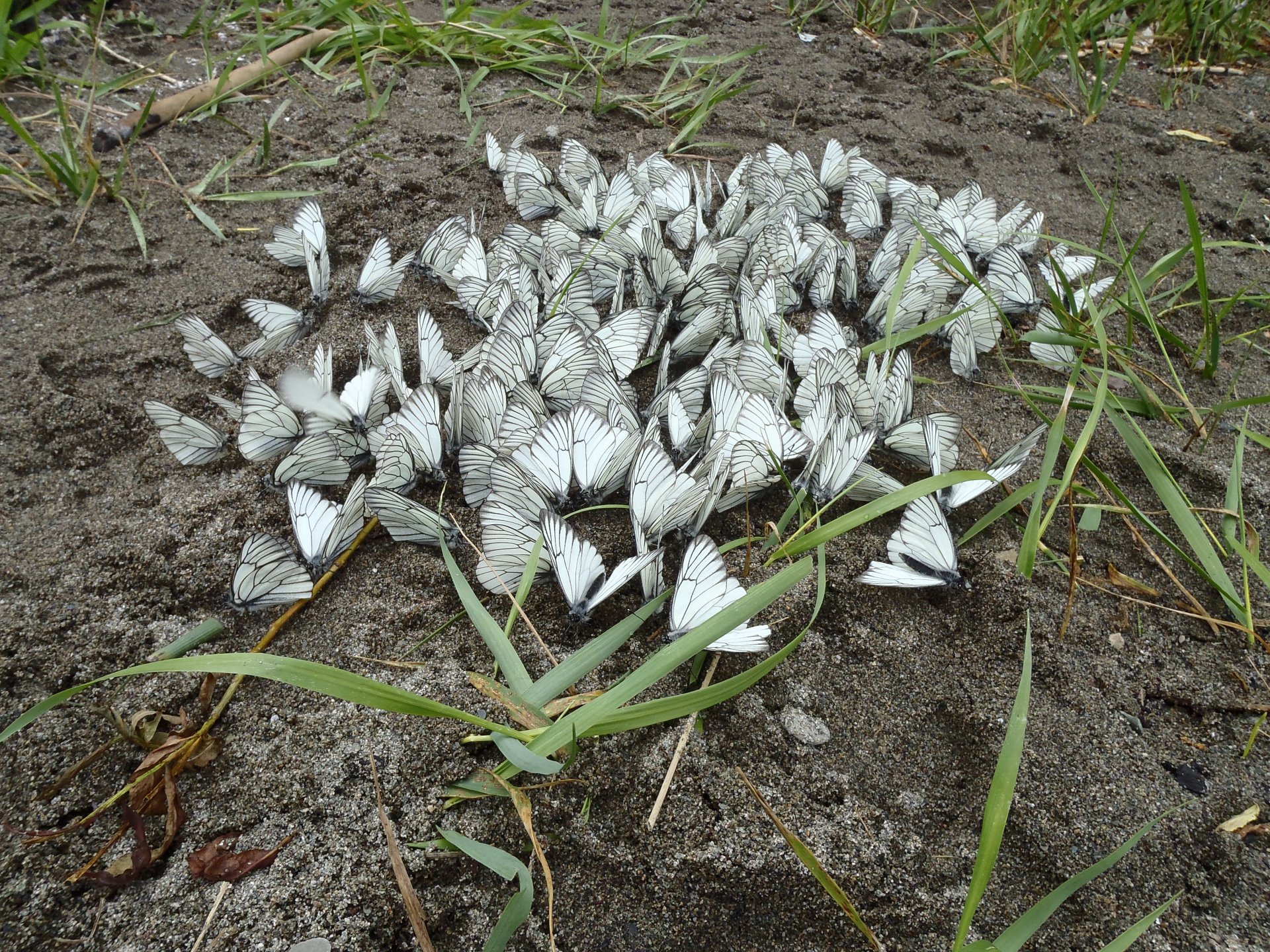 Нашествие бабочек