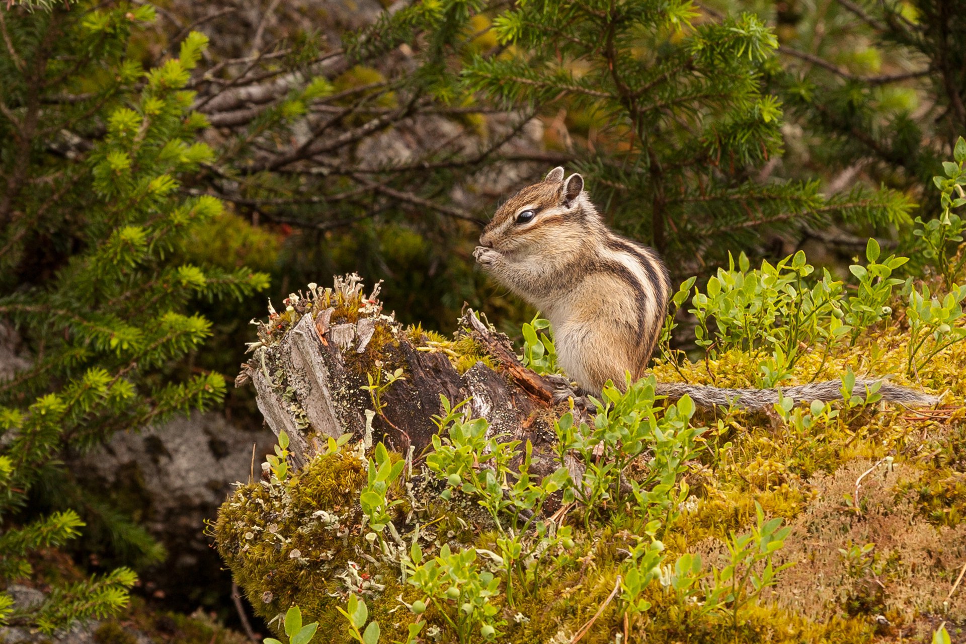 Красавчик бурундук