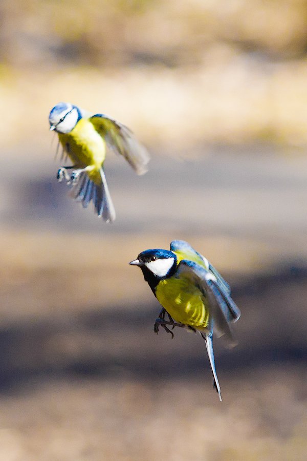 Синхронное летание