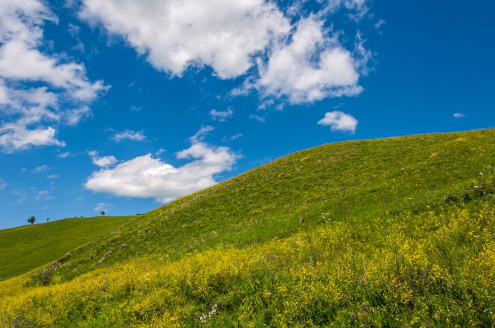 Алтайские луговое. Горный алтай разнотравье долина. Альпийский луг фото. Алтайские луговое. Растения горного алтая.