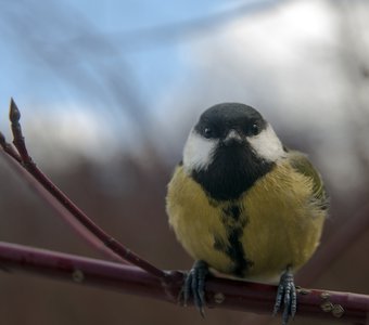 /upload/iblock/57b/57bfbc3378e797e37fa54b3d0943cb78.jpg