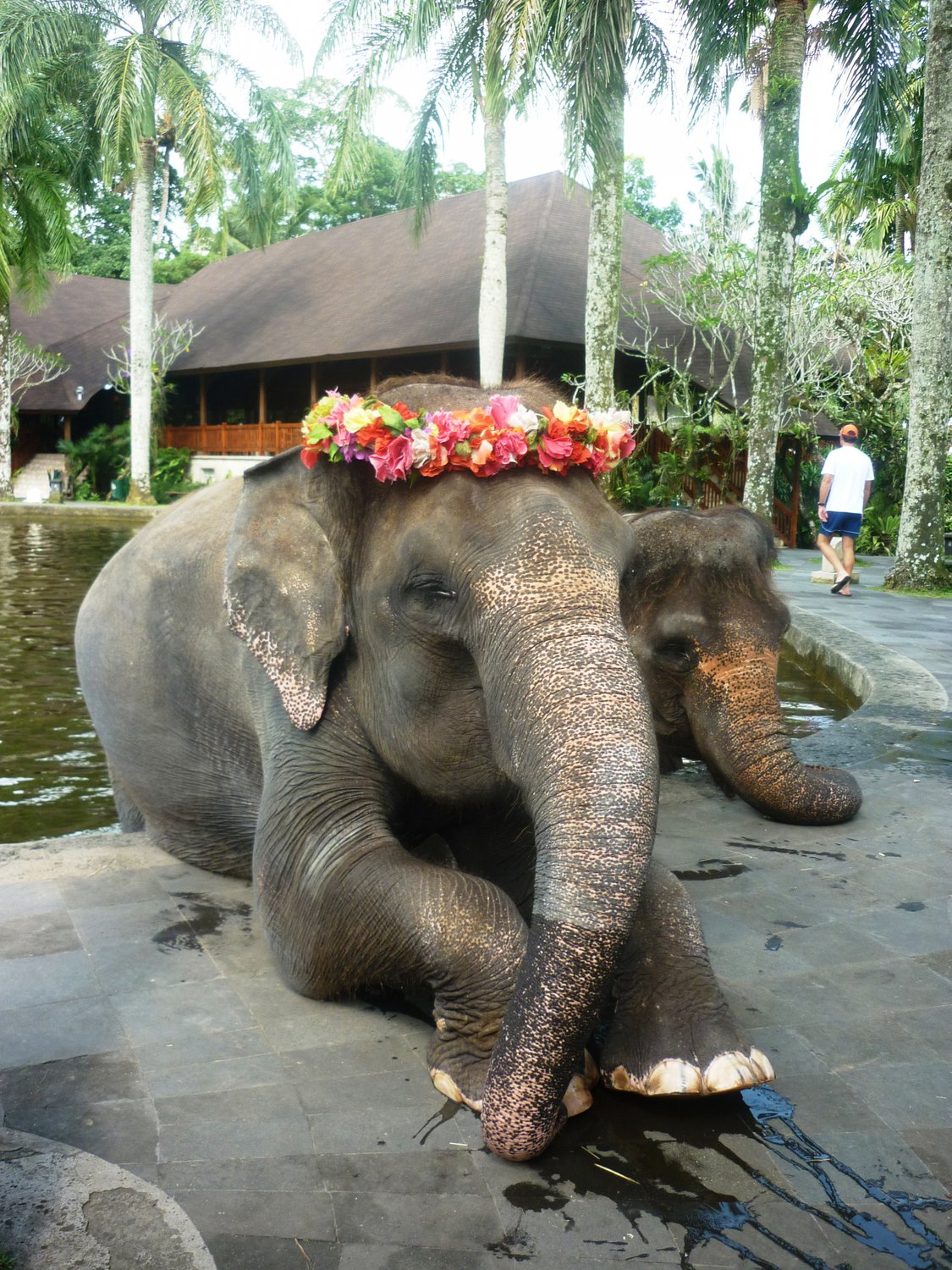 Прекрасная слониха..!