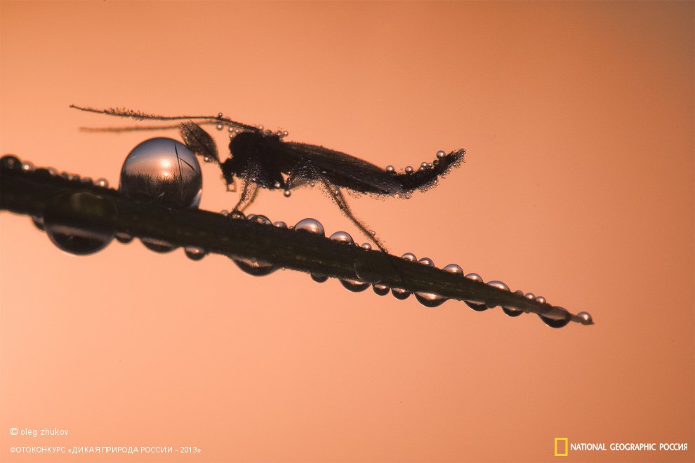 На страже дня