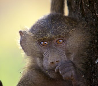 Глаза доброй обезьяны