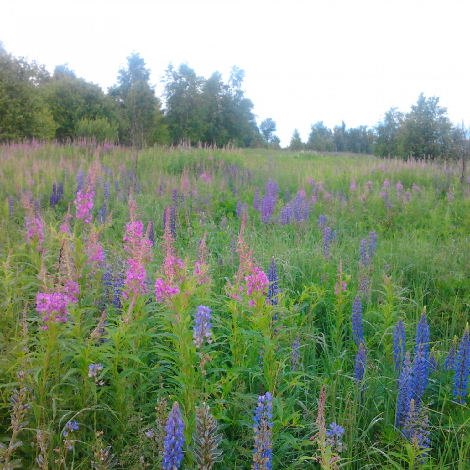 Люпиновое поле