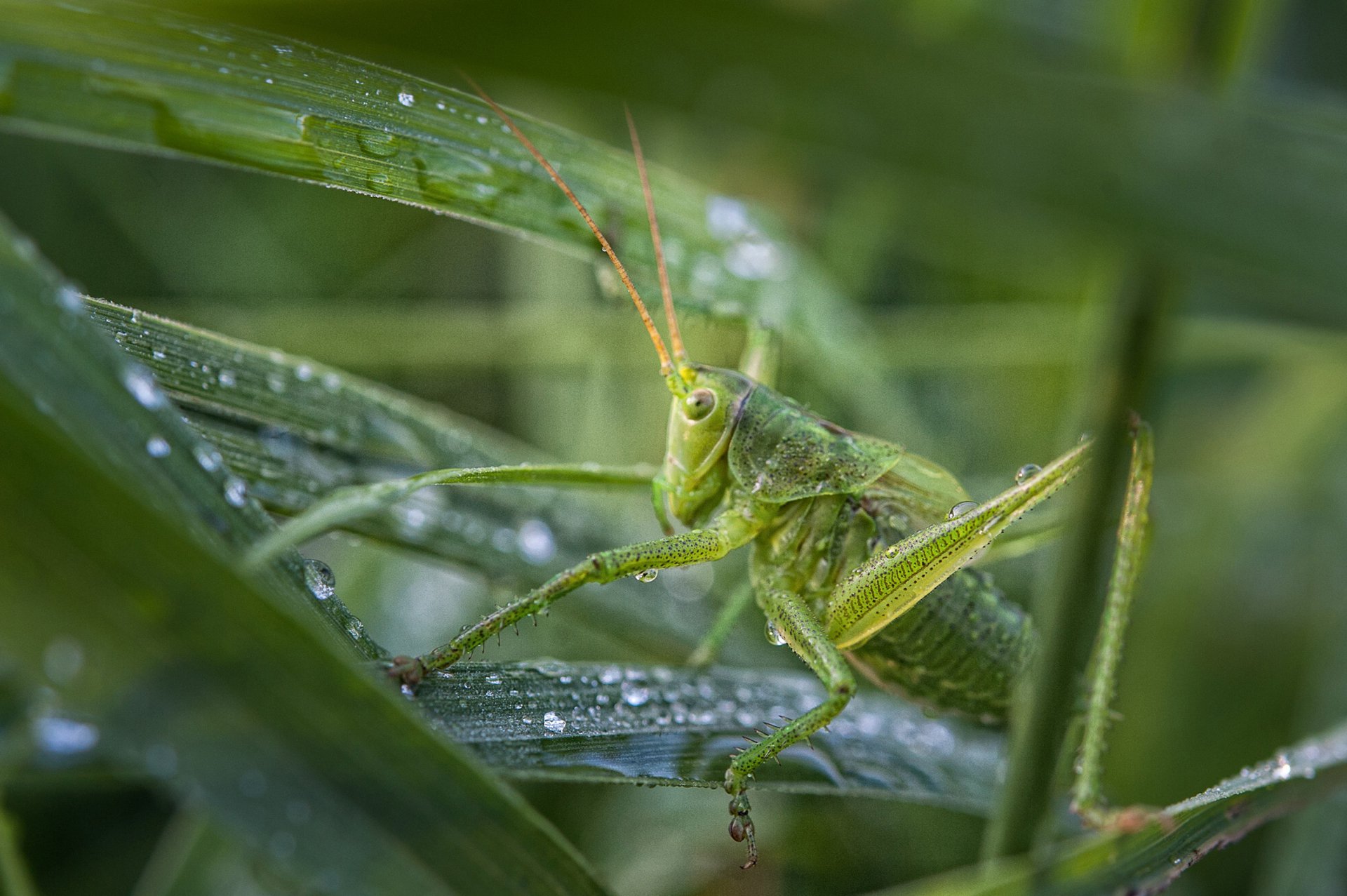 Росистое утро