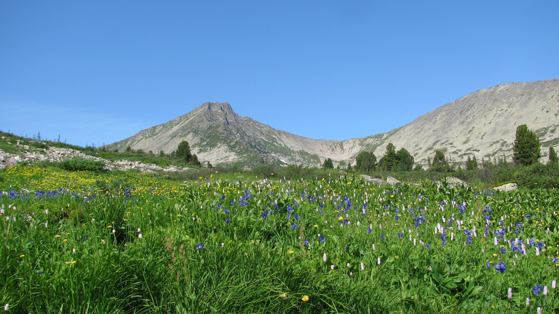 Альпийский луг