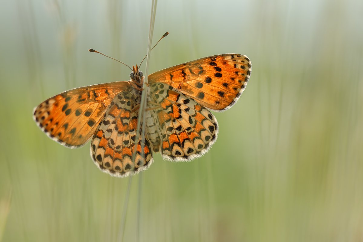 Melitaea Trivia. Шашечница