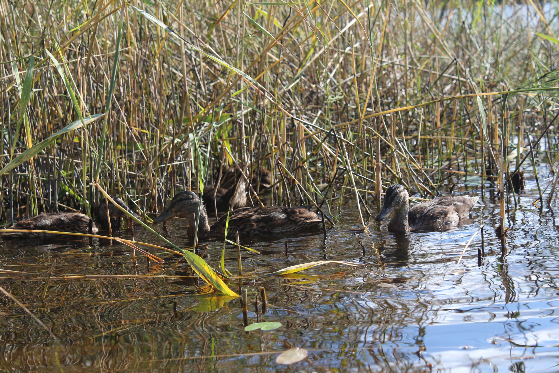 Утки в камышах