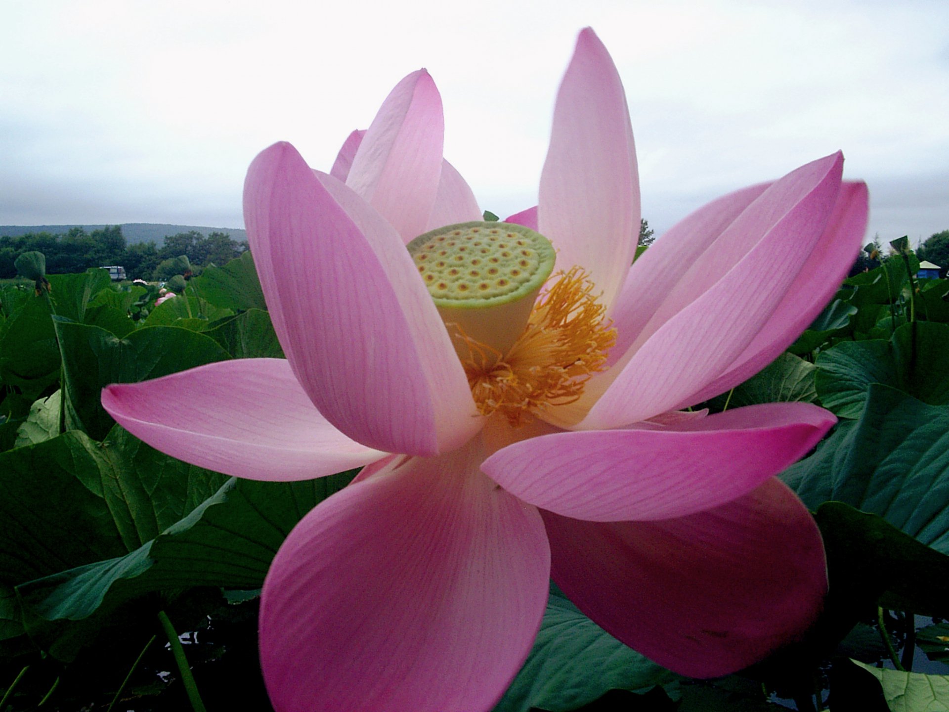 "Дальневосточная Швейцария"-Амфитеатр из живых лотосов, чем не Швейцария! (озеро в п.Дубовый Ключ, Уссурийская тайга, Приморский край)