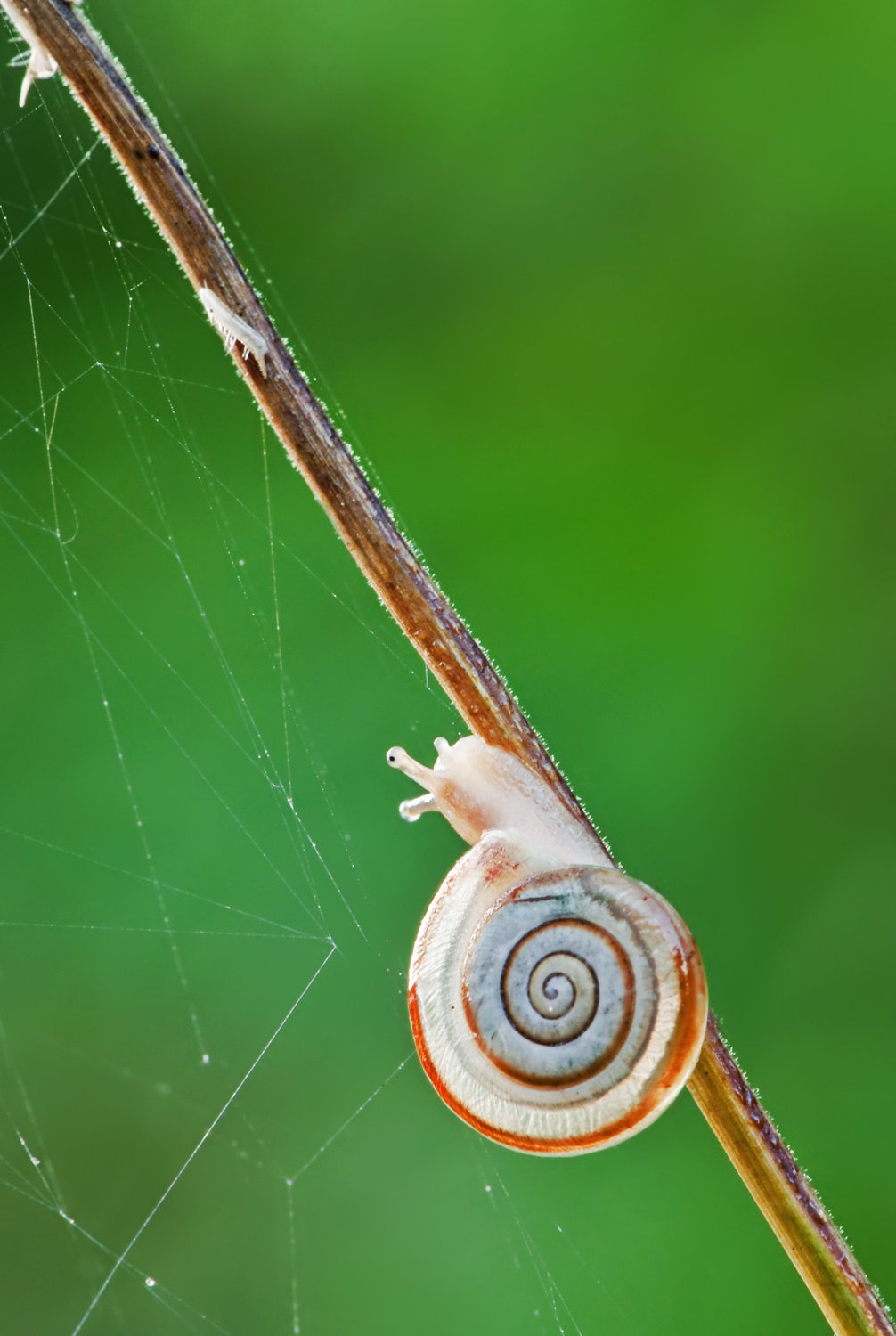 Догоню-догоню!