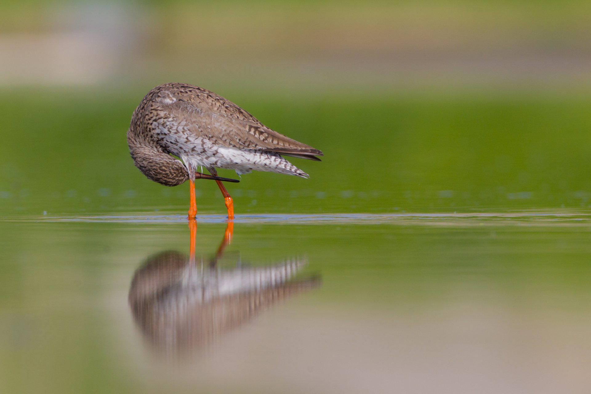 Його-поза "Поправить перышко" — Фото №61447