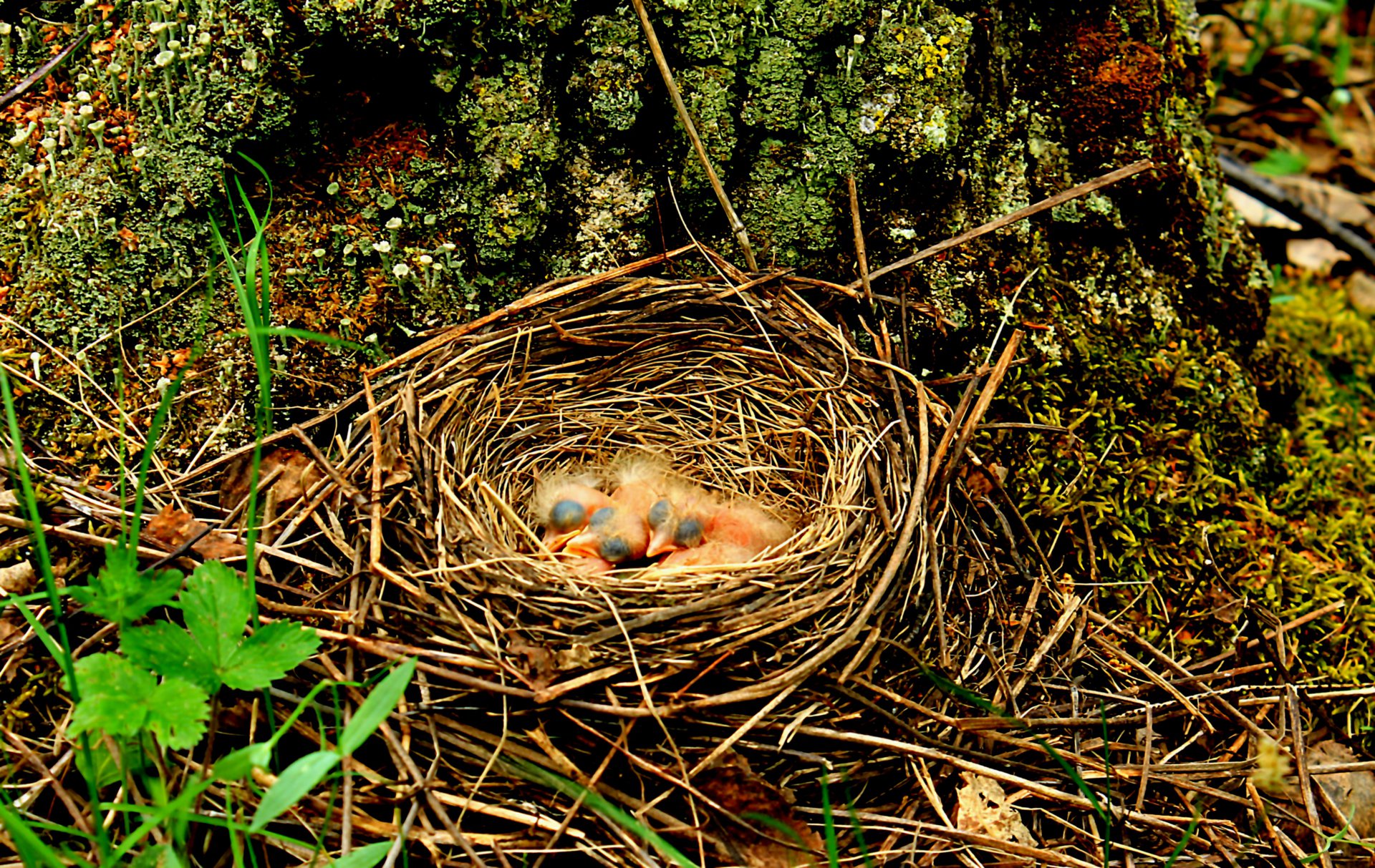 Птенцы дроза