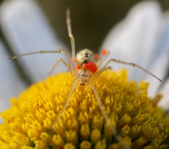 Enoplognatha Ovata