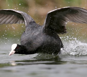 Лысуха ( eurasian coot )