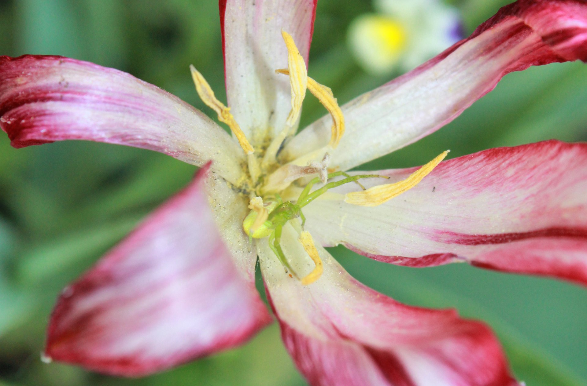 как у себя дома