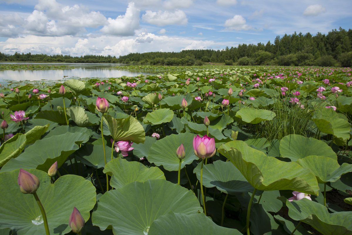 Лотосовое озеро Приморский край