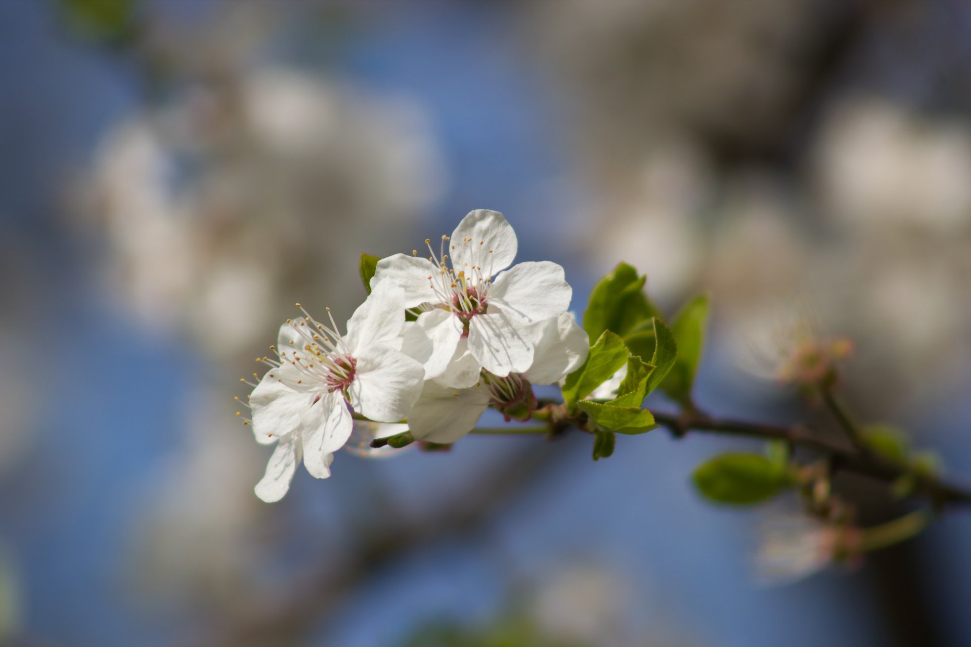 Легкий аромат счастья