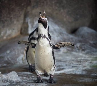 Кричащий пингвин.