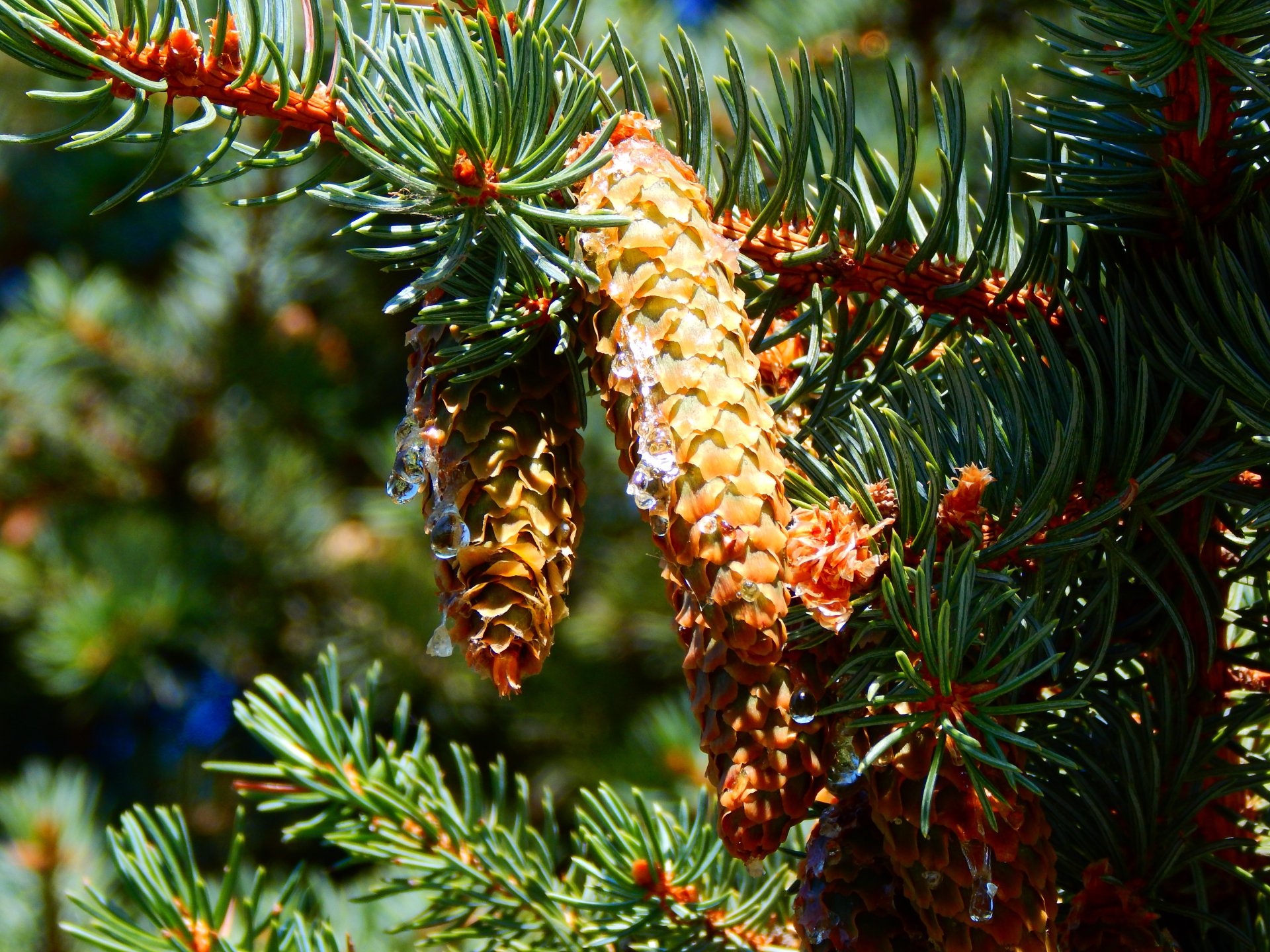 Сосновые слезы.