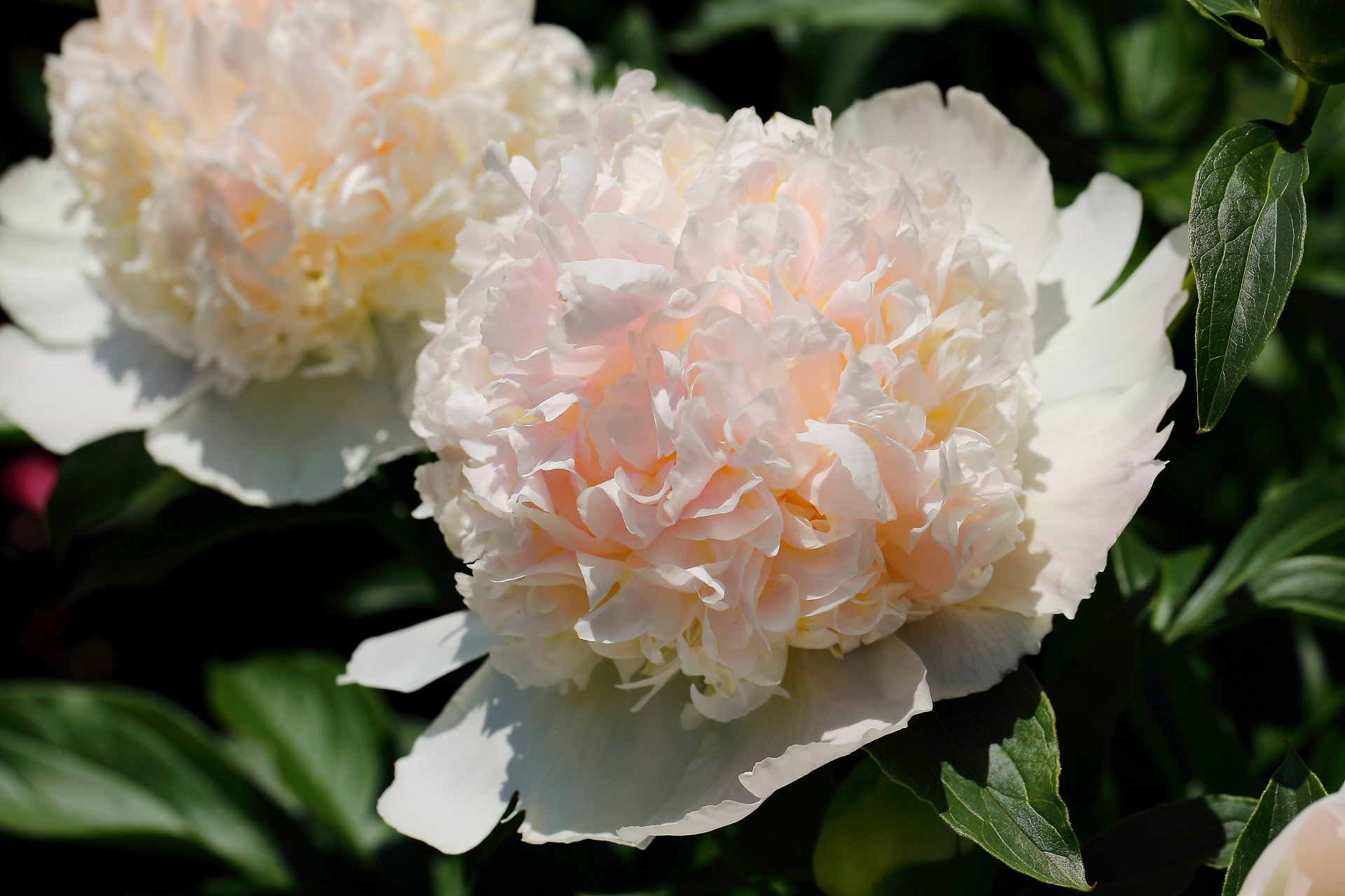 Обожаю цветы