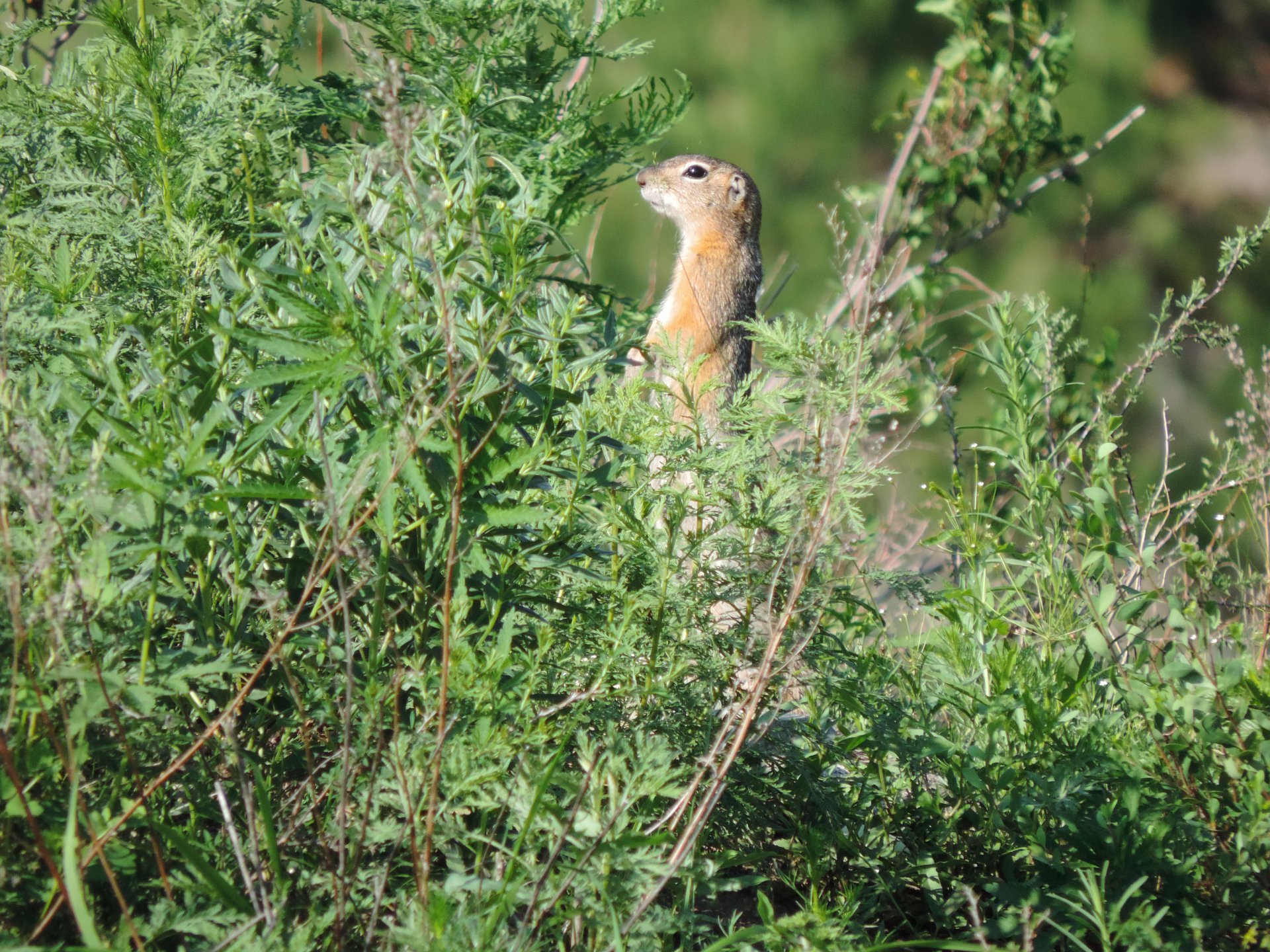 "...кто тут?.."