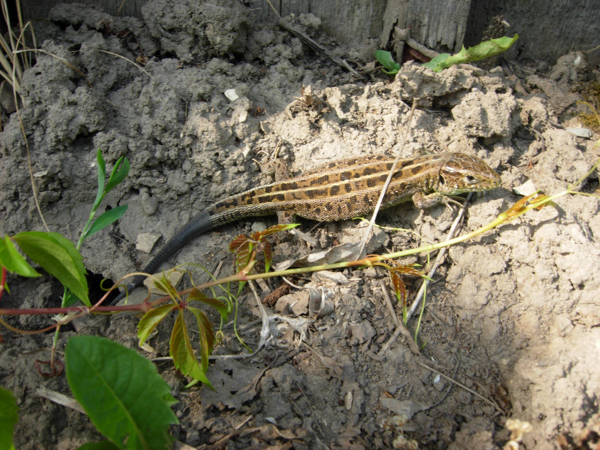 Наша дачная рептилия